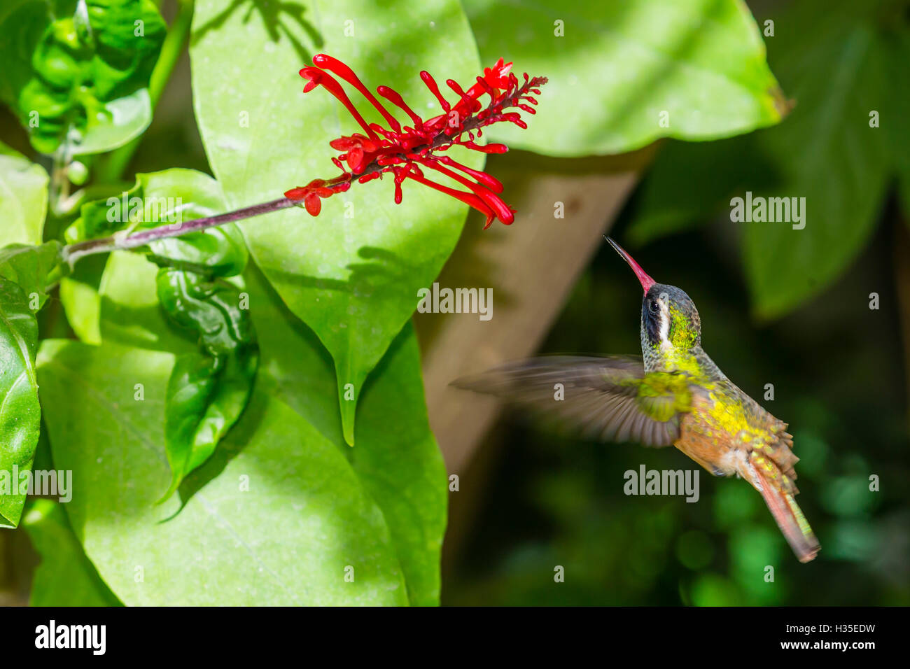 Le mâle adulte hummingbird (Hylocharis xantusii), Todos Santos, Baja California Sur, Mexique Banque D'Images