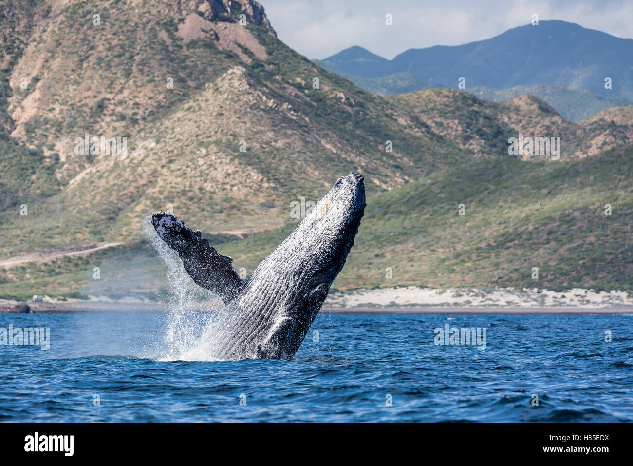 Des profils baleine à bosse (Megaptera novaeangliae), violer dans les eaux peu profondes de Cabo Pulmo, Baja California Sur, Mexique Banque D'Images