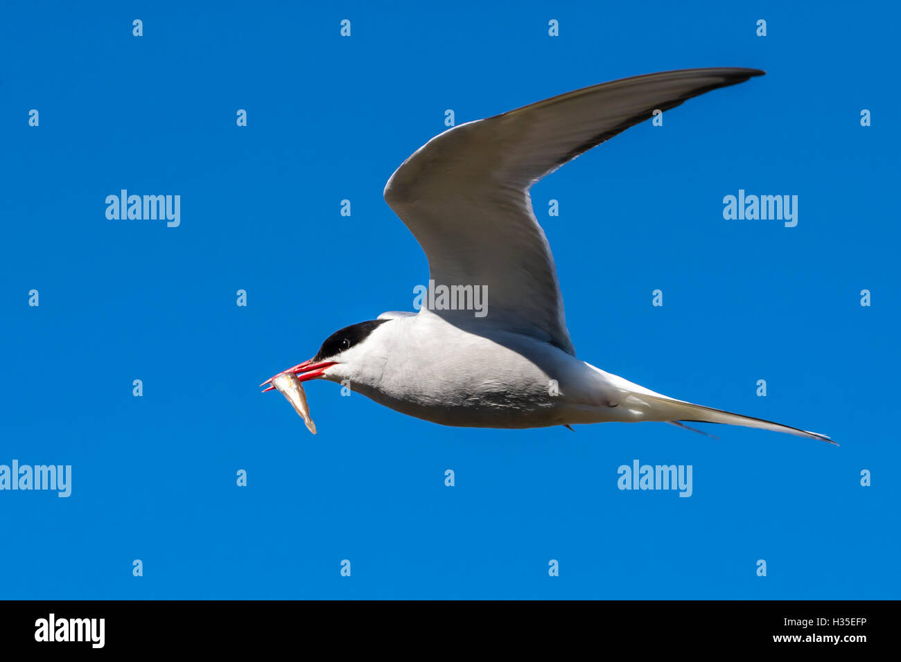 Des profils sterne arctique (Sterna paradisaea) revenant de la mer avec des poissons pour son poussin sur l'île de Flatey, Islande, régions polaires Banque D'Images