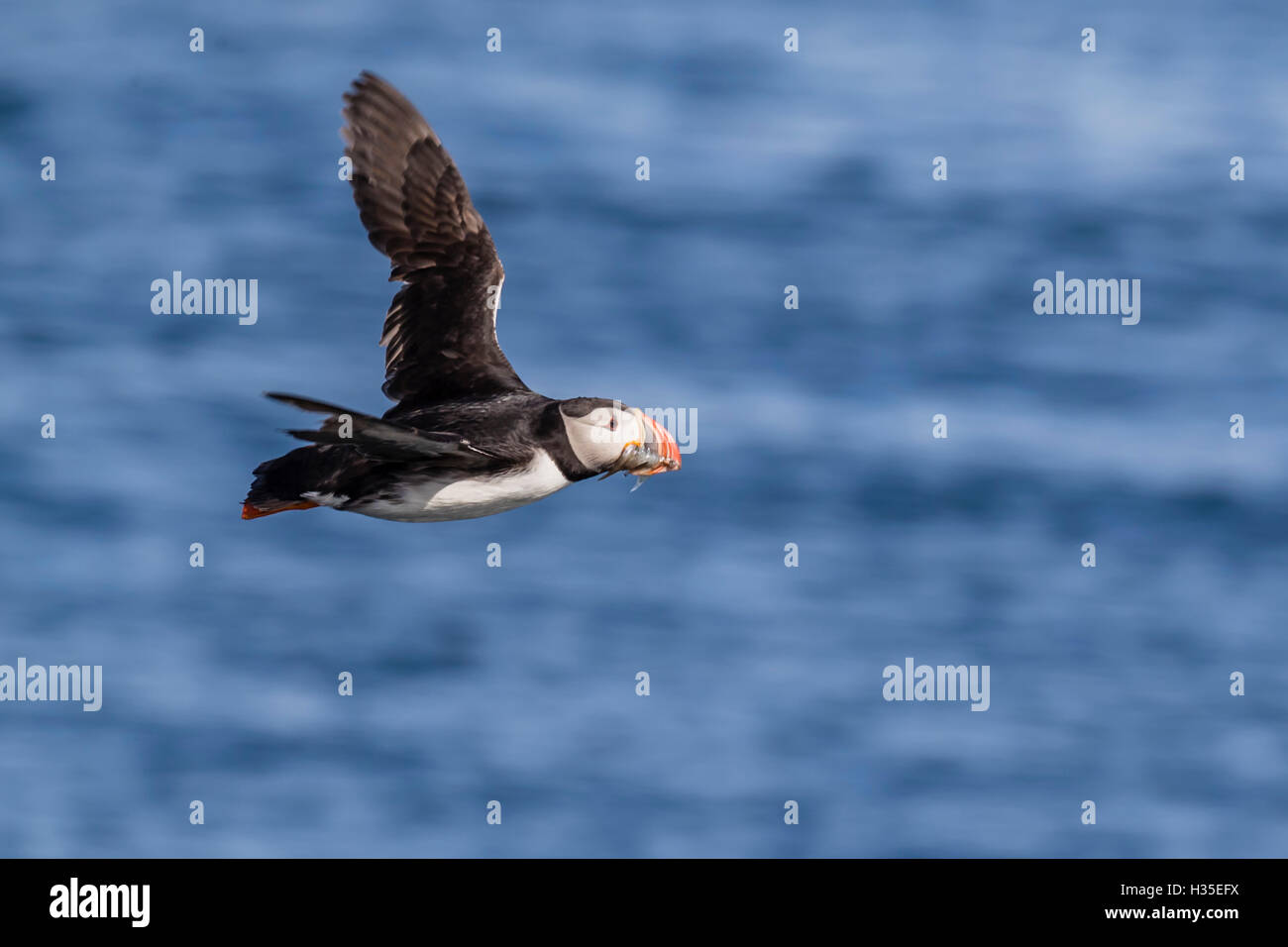 Des profils macareux moine (Fratercula arctica) en vol avec le poisson dans son bec, Péninsule de Snæfellsnes, l'Islande, les régions polaires Banque D'Images