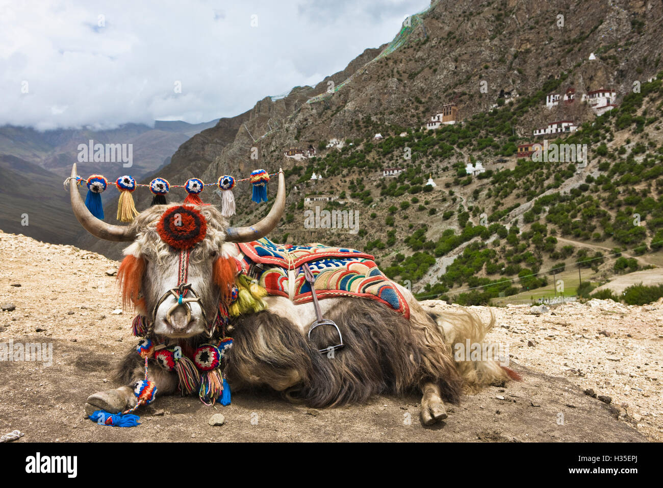 Drak Yerpa, Yak au Tibet, Chine Banque D'Images