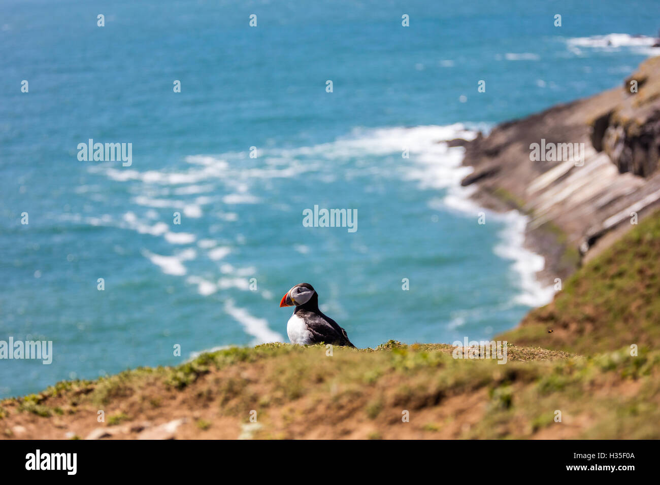 Macareux moine sur l'île de Skomer, Pembrokeshire, Pays de Galles, Royaume-Uni Banque D'Images