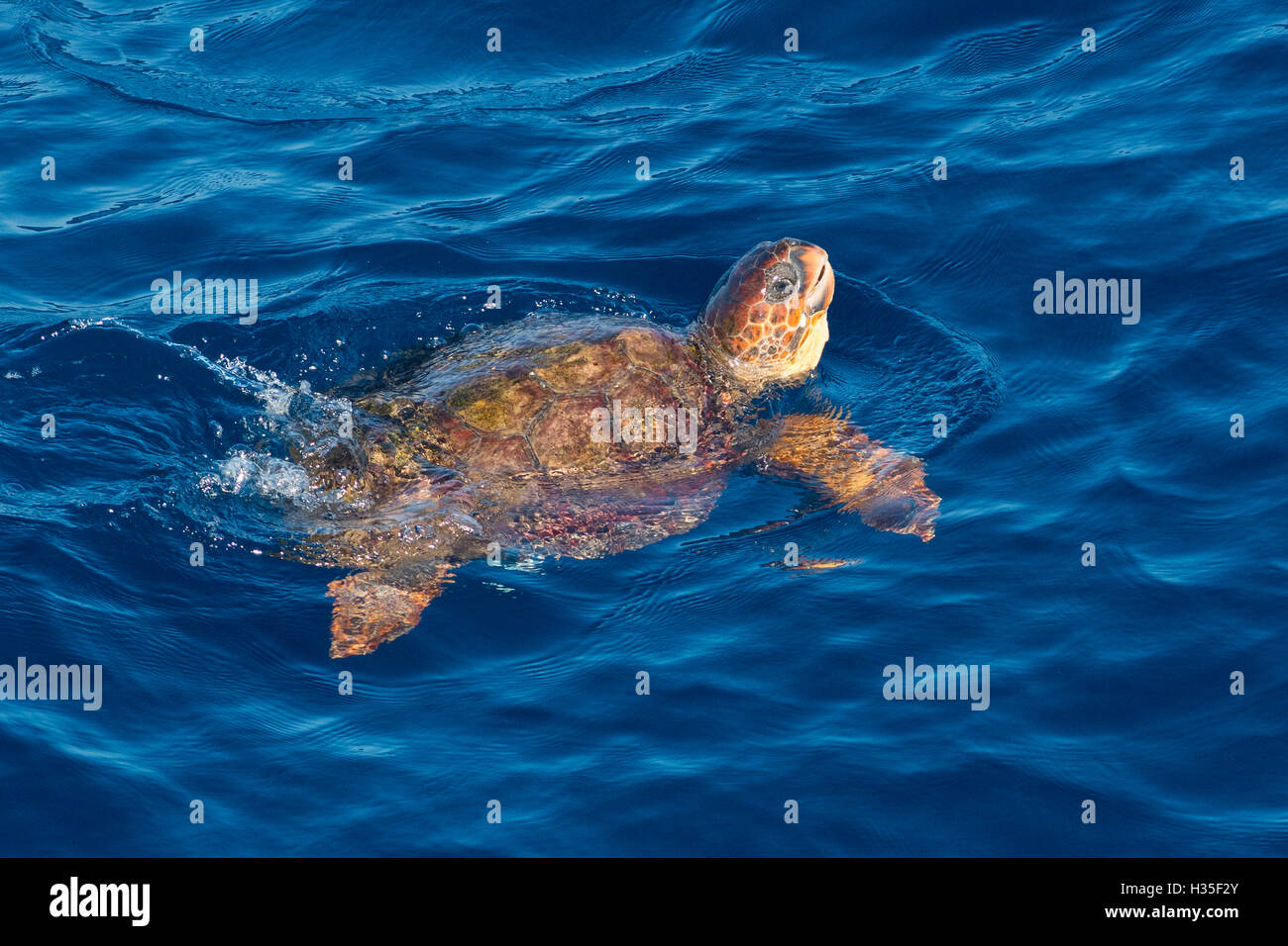 La tortue caouanne (Caretta caretta) Nager avec la tête relevée au-dessus de la surface de la mer, au Sénégal, en Afrique de l'Ouest, l'Afrique Banque D'Images