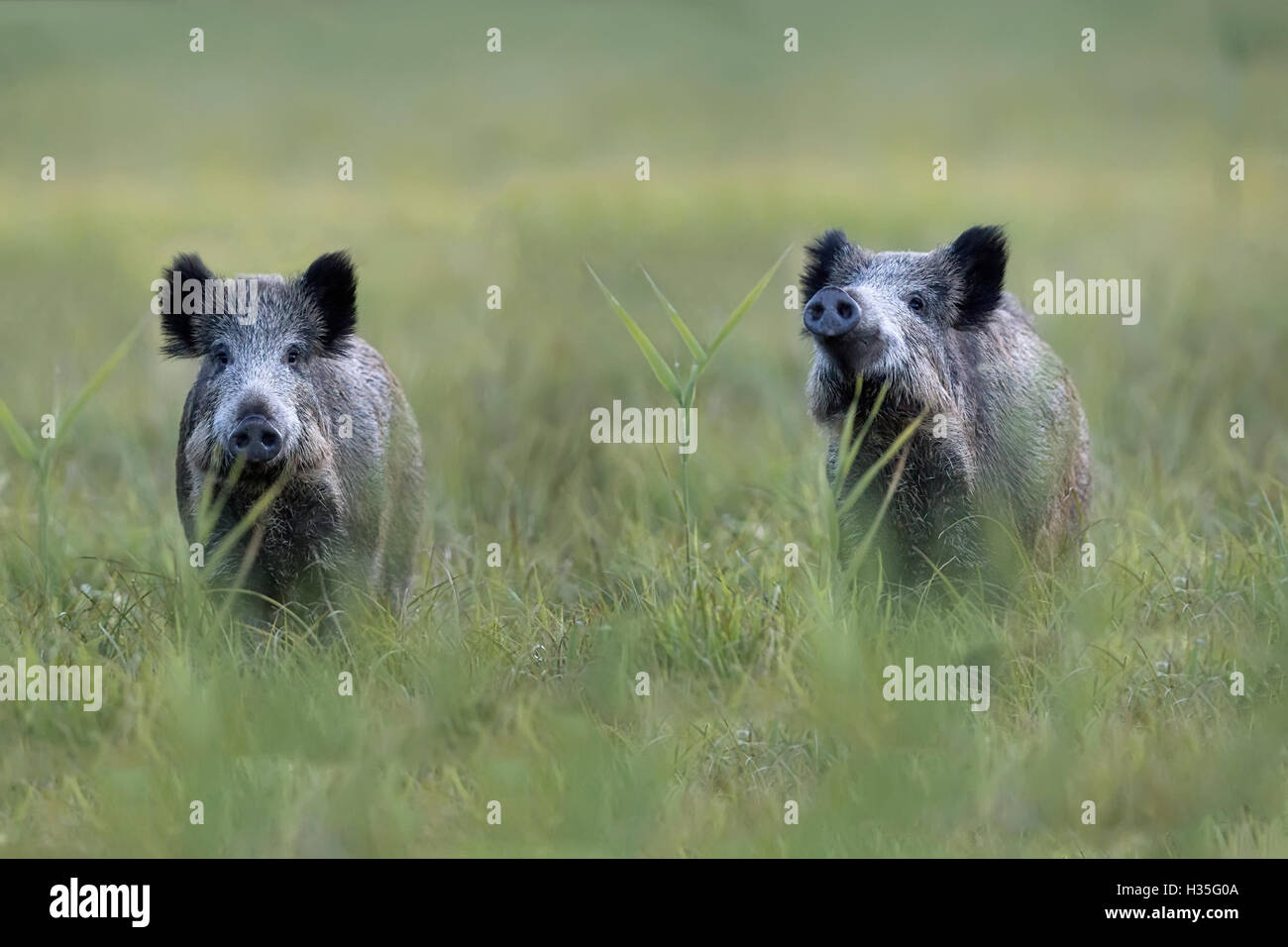 Les sangliers dans une clairière dans la nature Banque D'Images