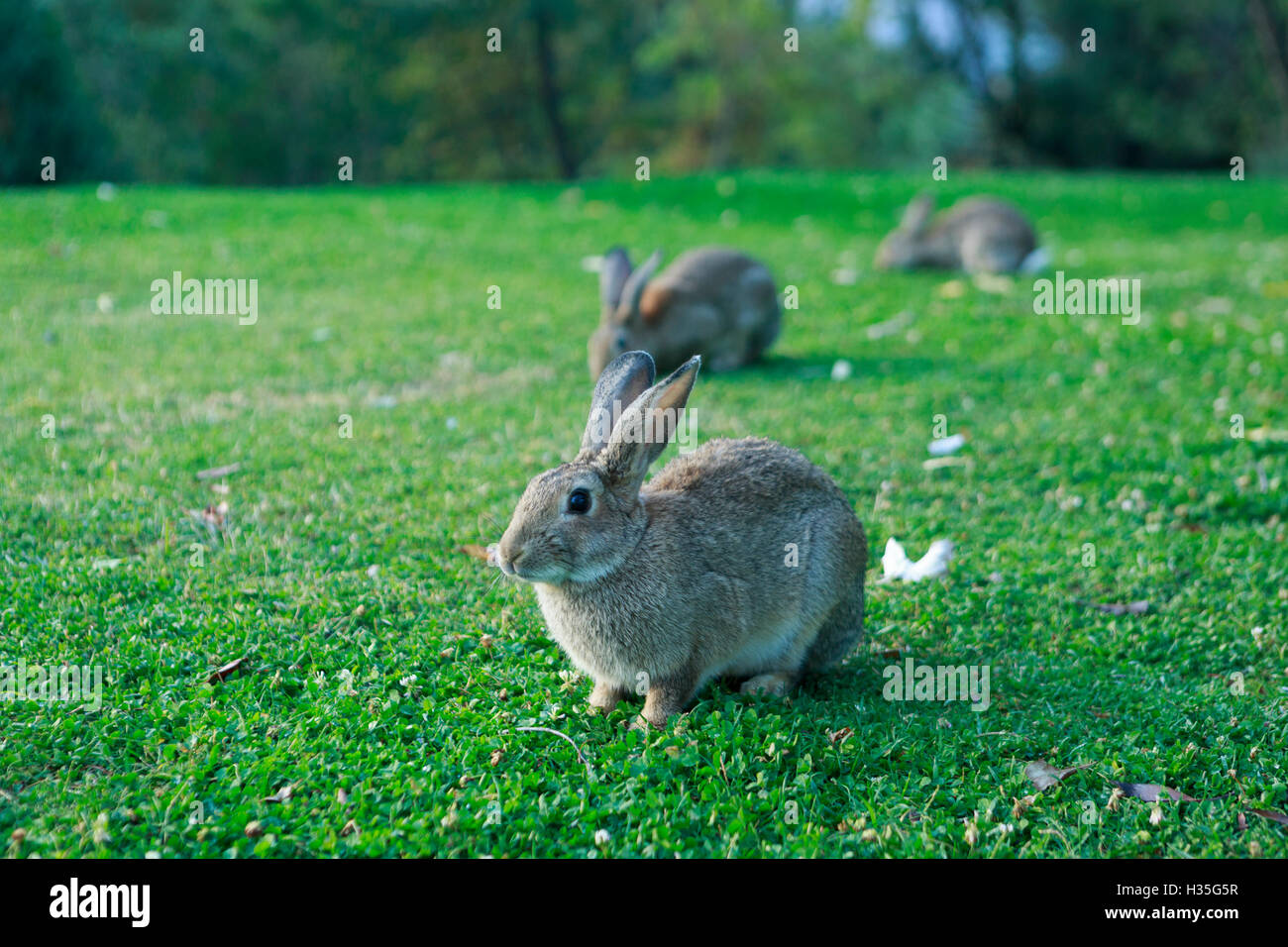 L'Andalousie, Espagne. Les lapins sont de gazonner dans Parc Naturel Sierra de Grazalema. Pako Mera. Banque D'Images