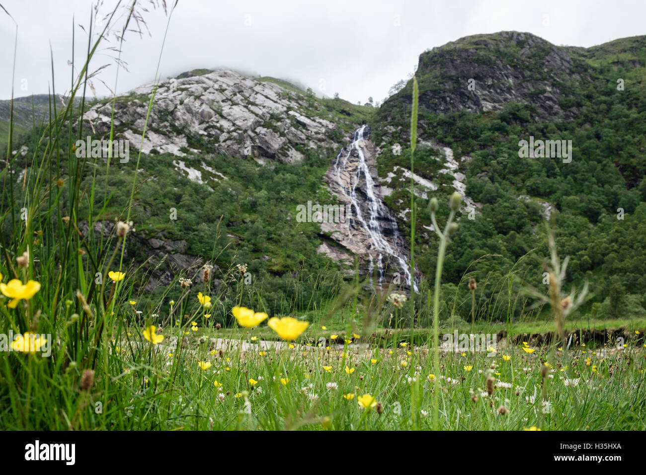 Meadow renoncules (Ranunculus acris) fleurs en croissance avec des graminées sauvages en vallée avec Steall Steall meadows en cascade de Glen Nevis Ecosse UK Banque D'Images