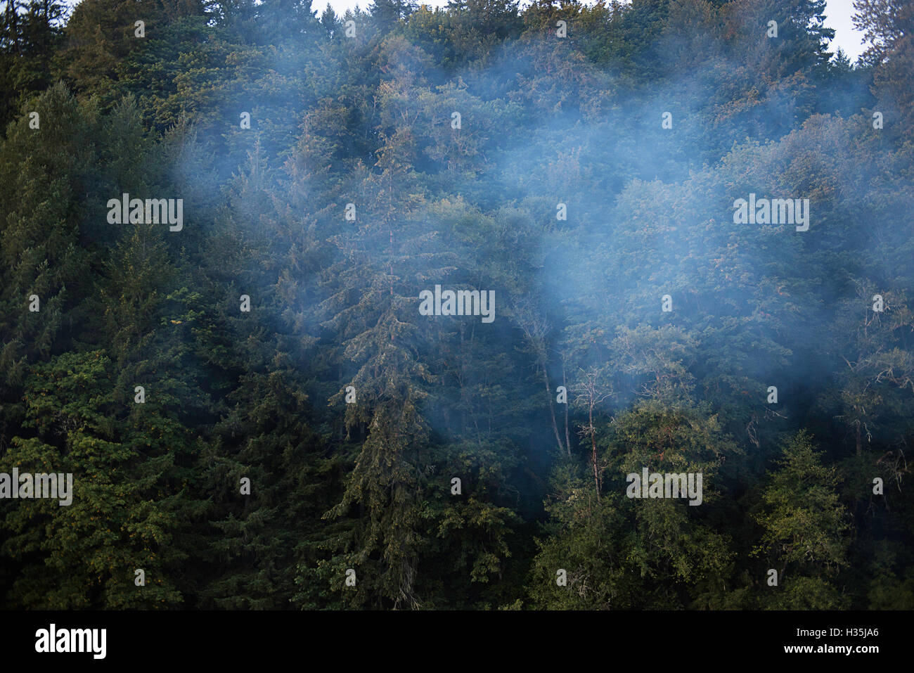 La fumée de feu de camp dans une forêt. Banque D'Images