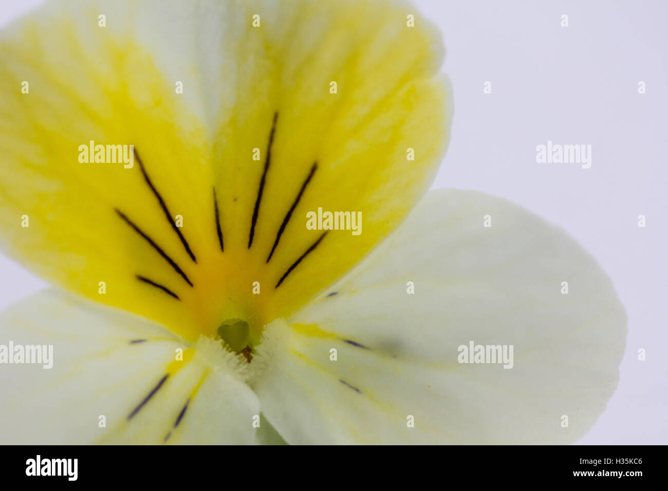 Gros plan du Johnny Jump Up Pansy Banque D'Images