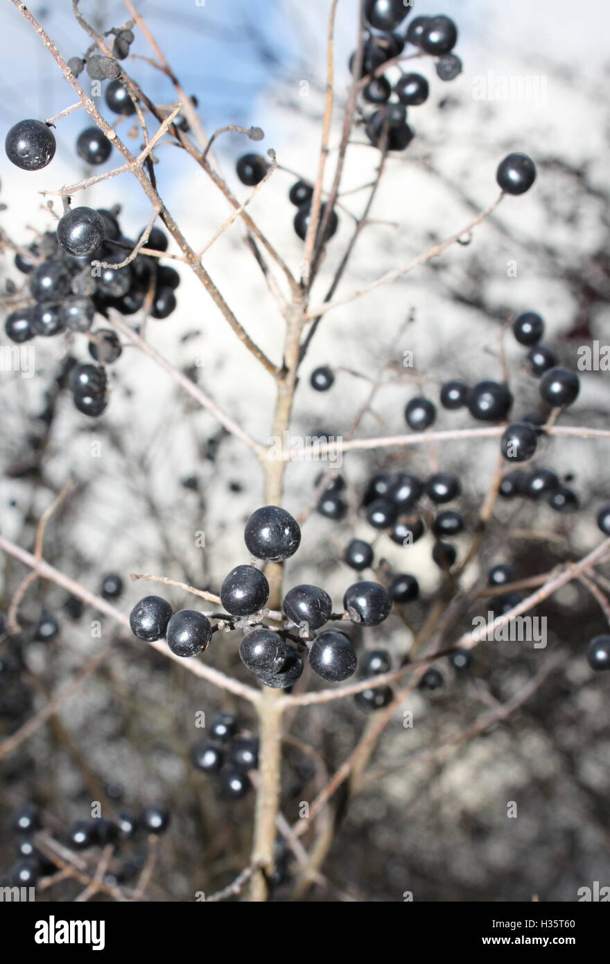 Petits fruits noirs sur un arbre Banque D'Images