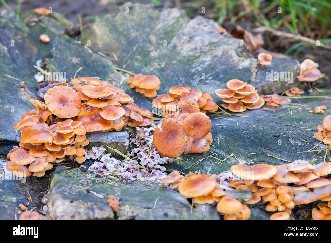 La queue de velours. Flammuling (a) et de poule Tricholomataceae le bois, Grifola frondosa (Bjerkanderaceae) Banque D'Images