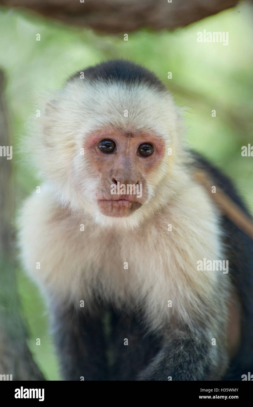 White (Cebus capucinus) singe dans la jungle du Costa Rica Banque D'Images