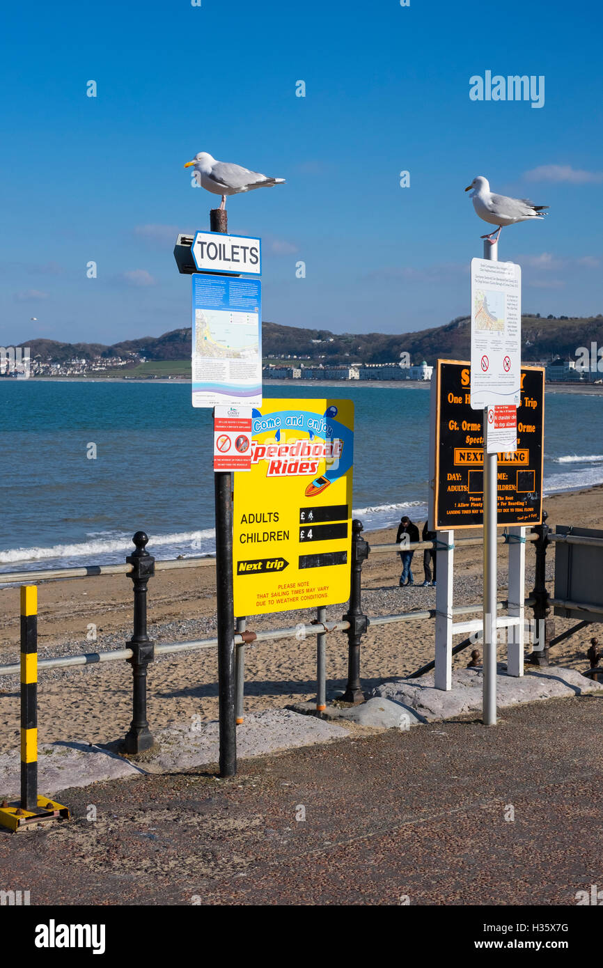 Deux goélands perché sur des signes sur le front de mer de Llandudno, Conwy, Pays de Galles, Royaume-Uni Banque D'Images