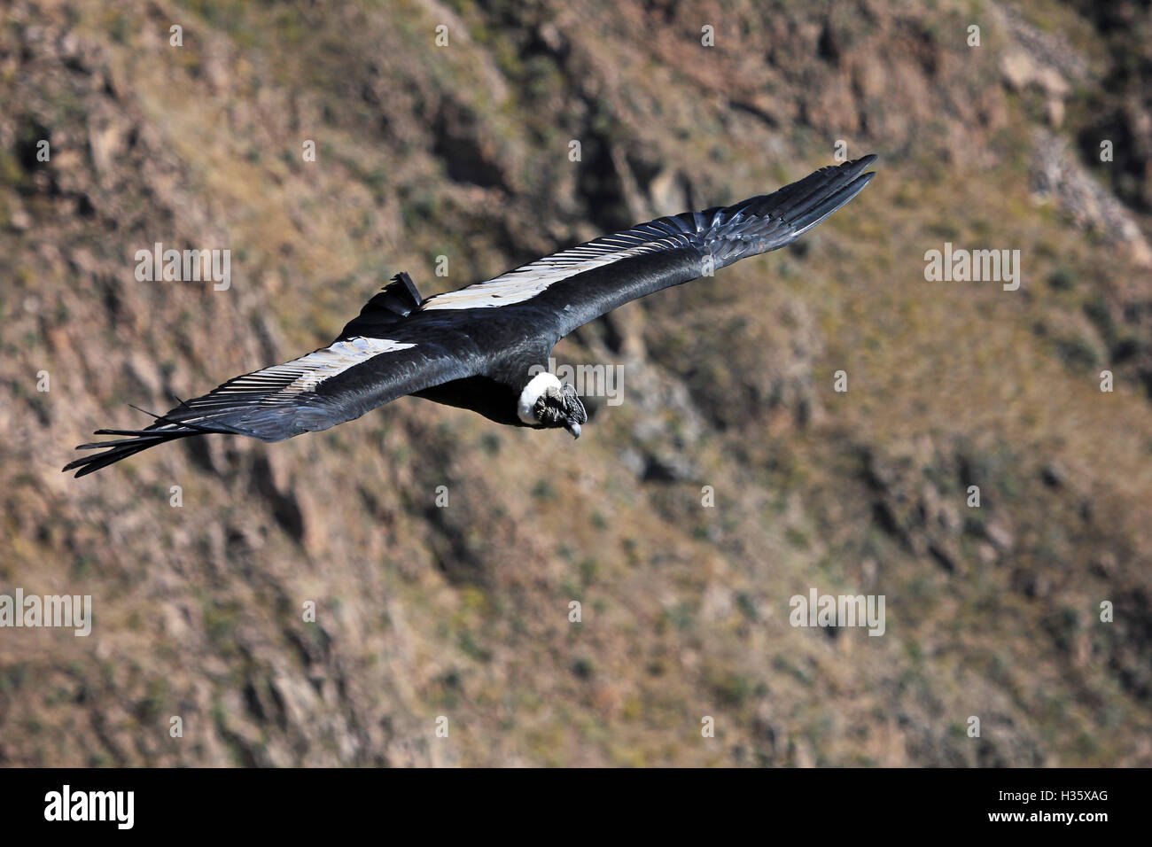Homme condor voler très près. Canyon de Colca, un des canyons les plus profonds au monde, près de la ville d'Arequipa au Pérou. Banque D'Images