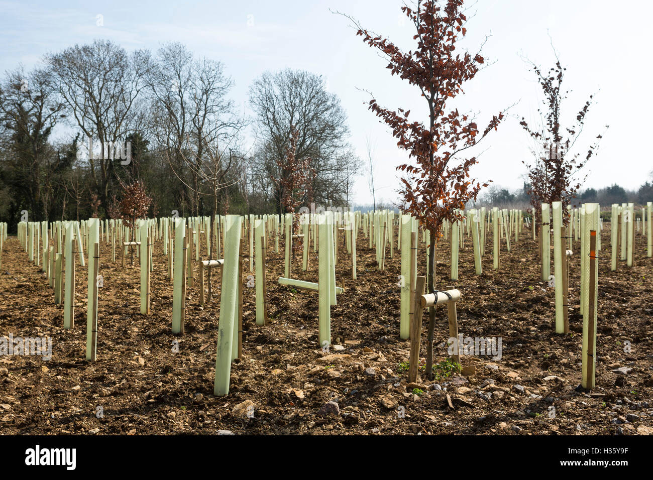 Un champ de nouveaux arbres protégés par des gaines en plastique. Banque D'Images