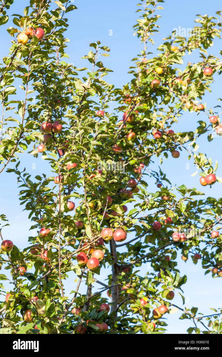 Apple Tree. Fruits d'automne contre un ciel bleu, England, UK Banque D'Images