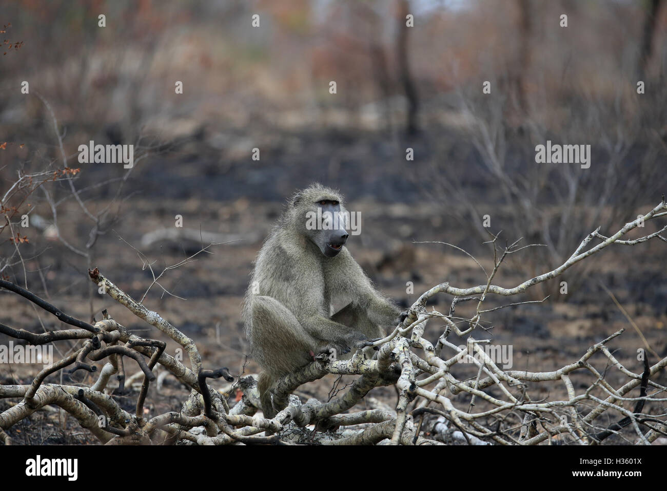 Babouin Chacma, Papio hamadryas ursinus, homme en feu brosse endommagé, Kruger National Park Banque D'Images