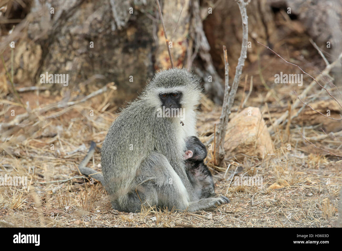 Un singe, Chlorocebus aethiops, suckling jeunes en Kruger National Park Banque D'Images