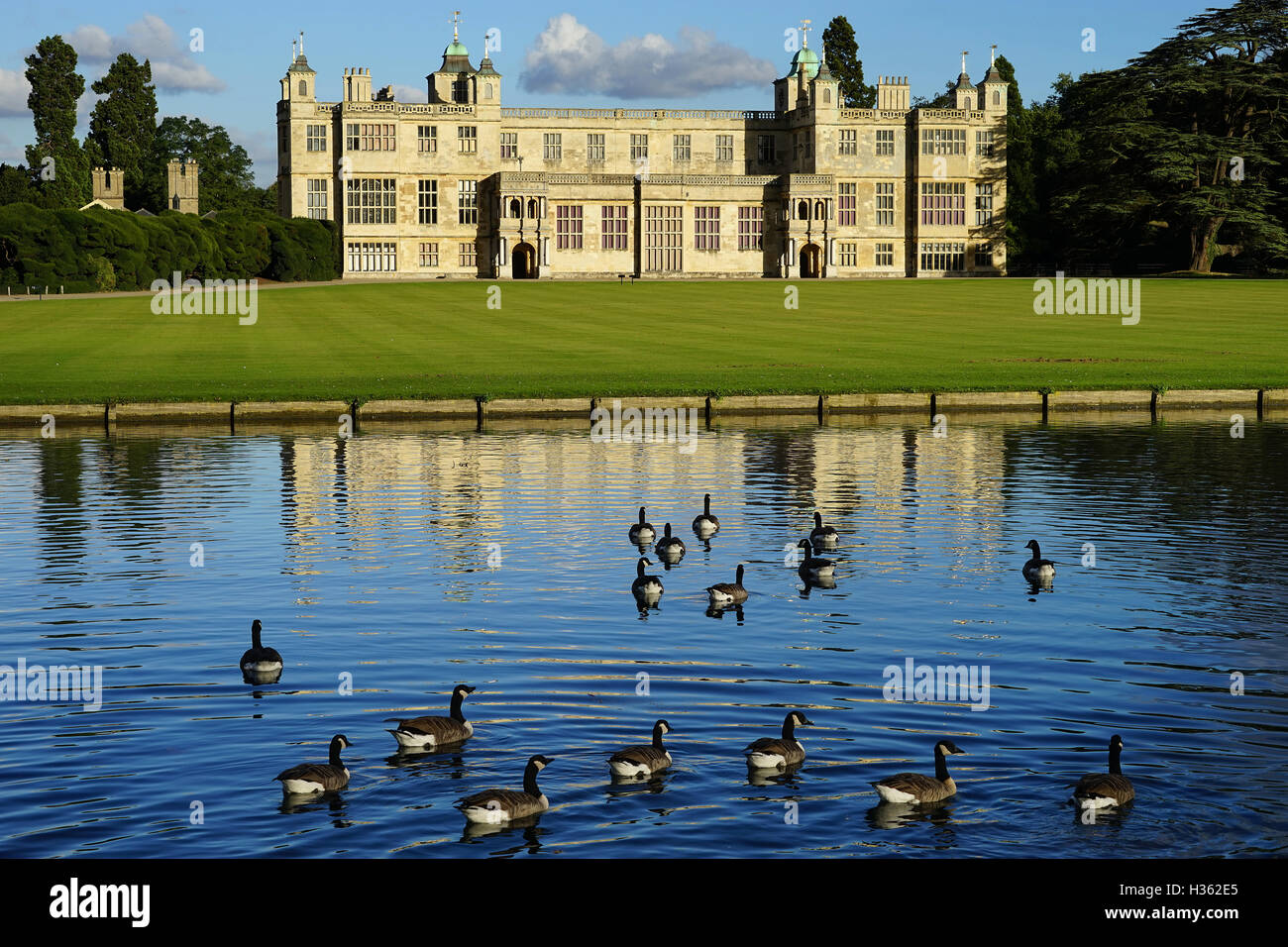 Les bernaches du Canada sur la rivière Cam en face d'Audley End House, Essex, Angleterre Banque D'Images