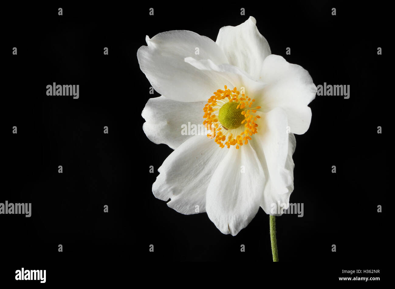 Fleur Anemone japonais blanc isolé sur fond noir Banque D'Images