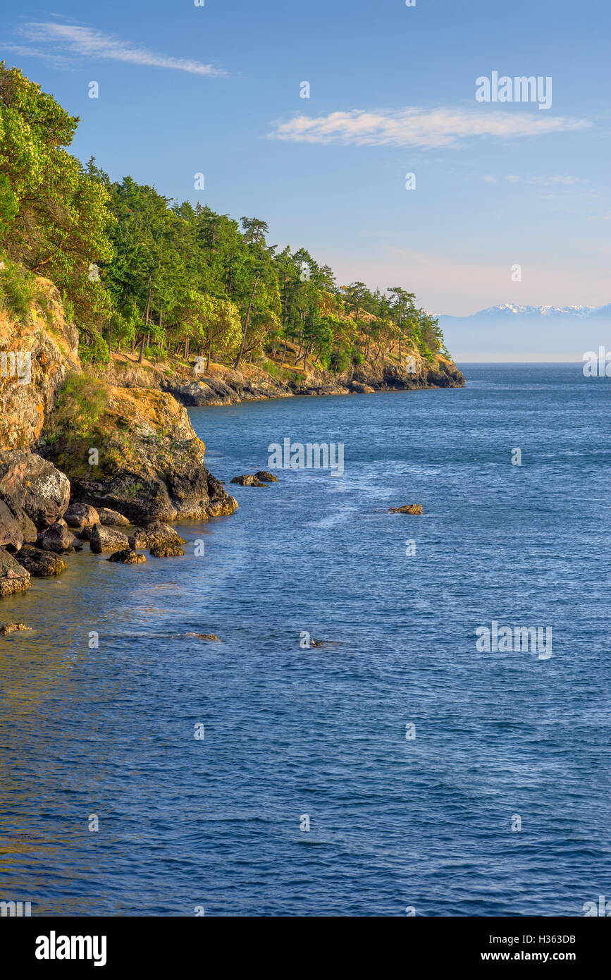USA, Washington, San Juan Island, Pacifique et le douglas de madrone croître au-dessus de côte rocheuse à San Juan County Park. Banque D'Images