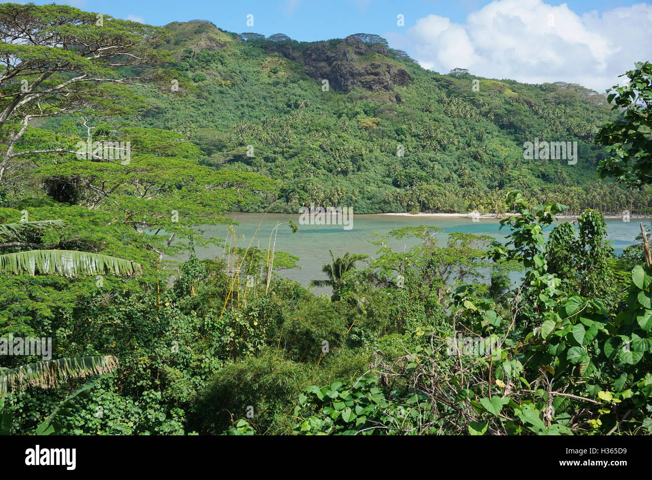 La végétation luxuriante et vue sur le lagon d'une île tropicale, Huahine, l'océan Pacifique sud, la Polynésie Française Banque D'Images