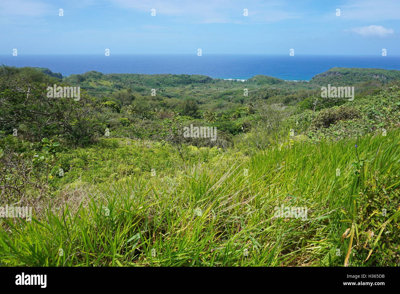 Paysage vert de la végétation depuis les hauteurs de l'île de Rurutu, dans l'océan Pacifique, l'archipel des Australes, Polynésie Française Banque D'Images