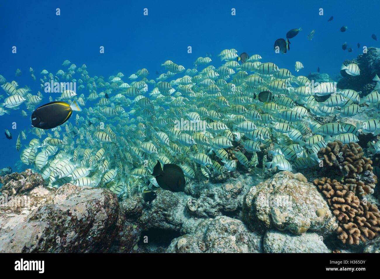 L'École de poissons tropicaux, Acanthurus triostegus condamné tang, sous l'eau, l'alimentation au fond de l'océan, l'océan Pacifique Banque D'Images
