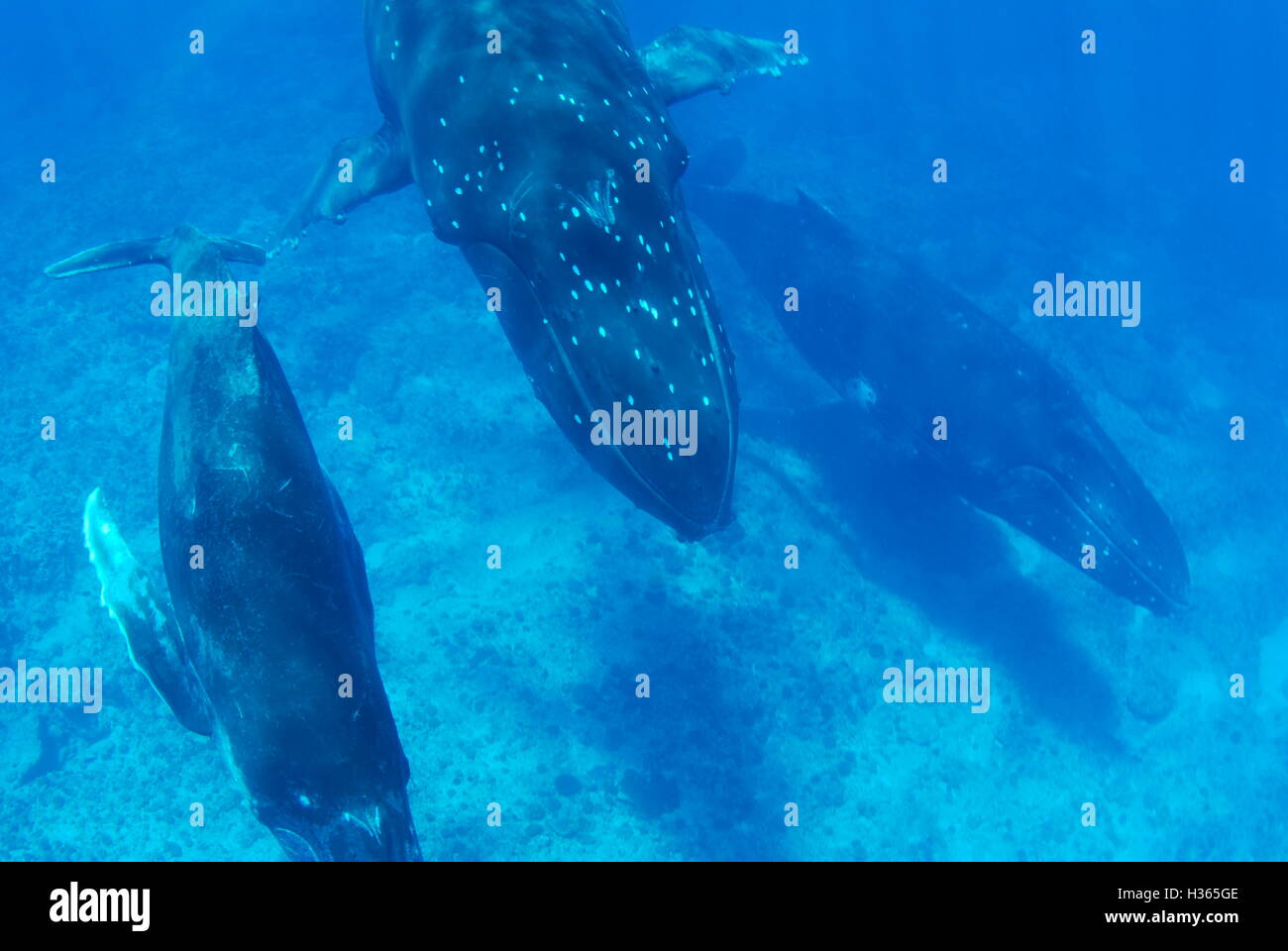 Rorqual à bosse, Megaptera noveangliae, Vava'u, Royaume des Tonga Banque D'Images