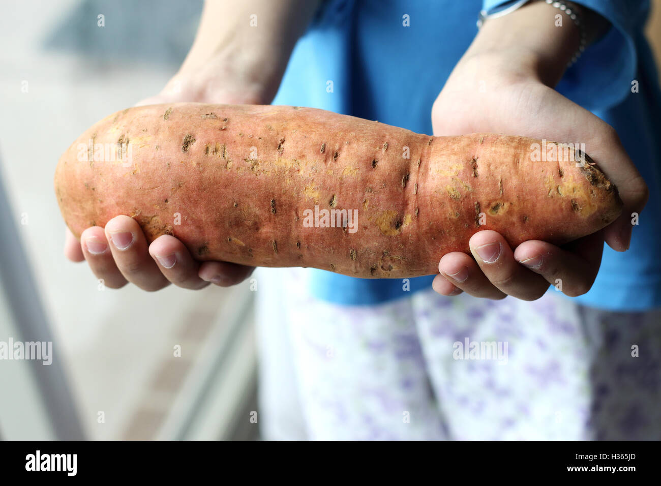 Enfant tenant sweet potato ou connu comme Ipomoea batatas dans la main Banque D'Images