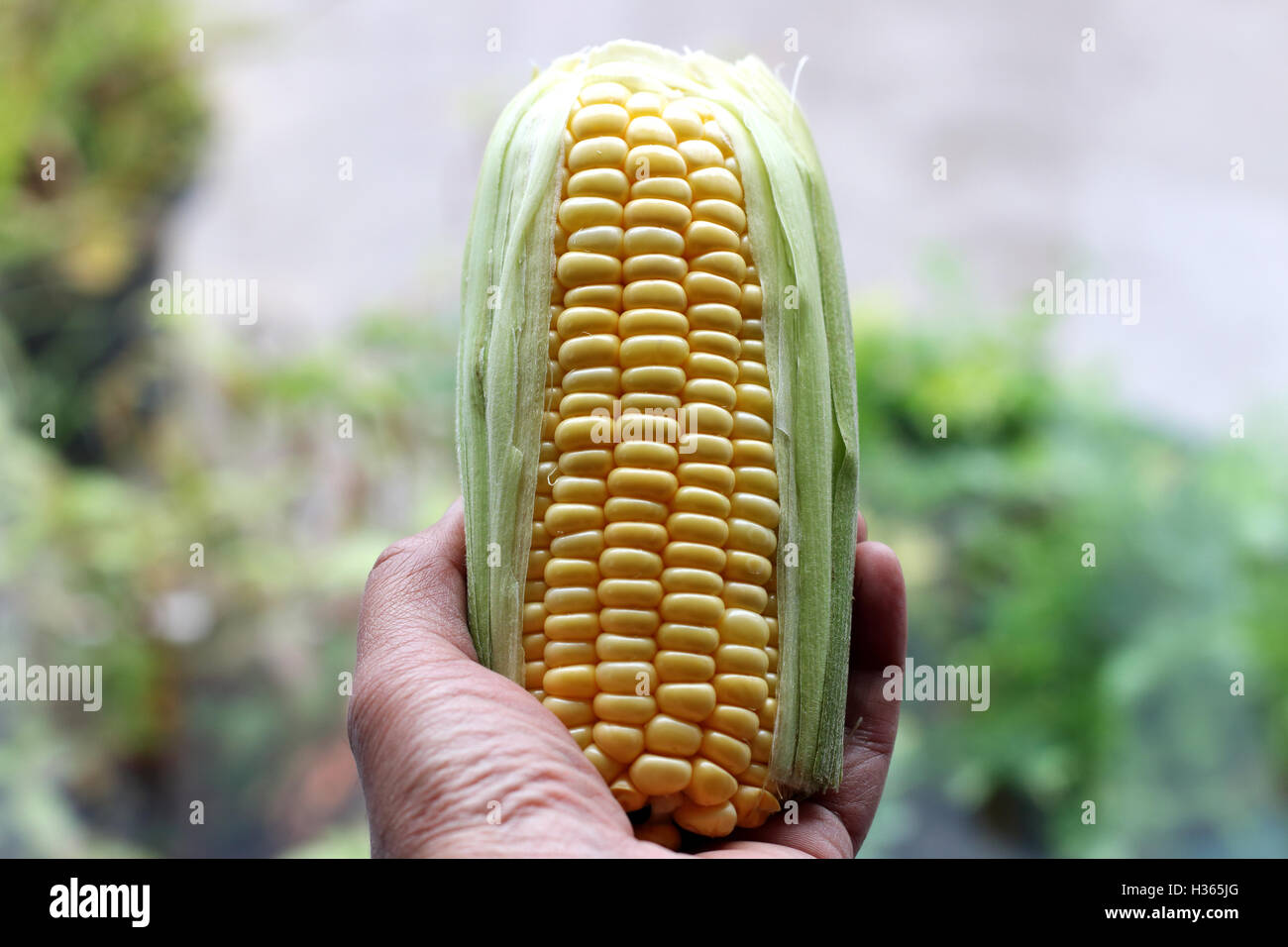 Close up de maïs frais dans la main gauche Banque D'Images
