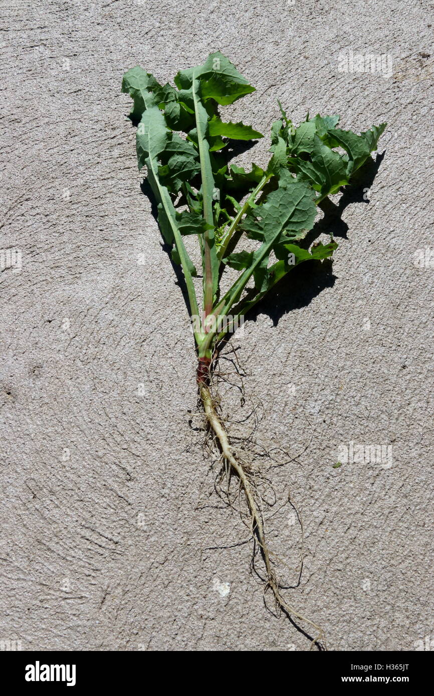 Le piquant ou rugueux - laiteron Sonchus asper plante entière Banque D'Images