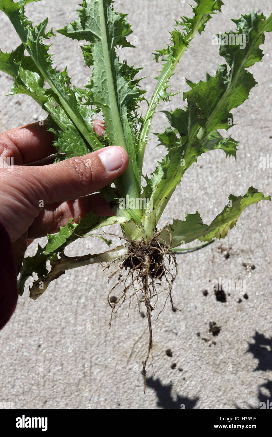 Le piquant ou rugueux - laiteron Sonchus asper plante entière Banque D'Images