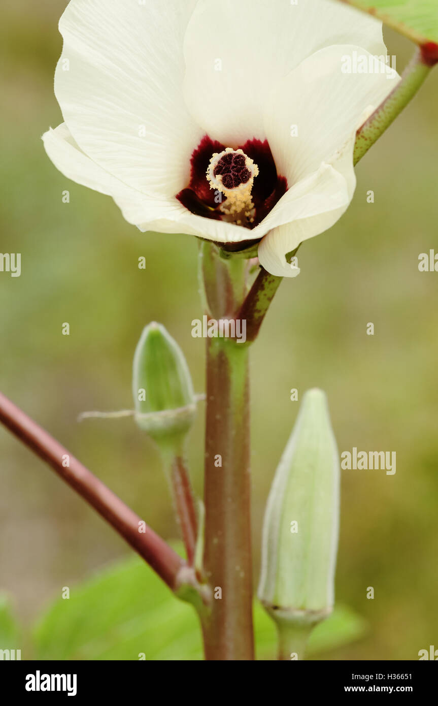 L'okra et fleurs Légumes Fruits jardinage l'agriculture biologique Banque D'Images