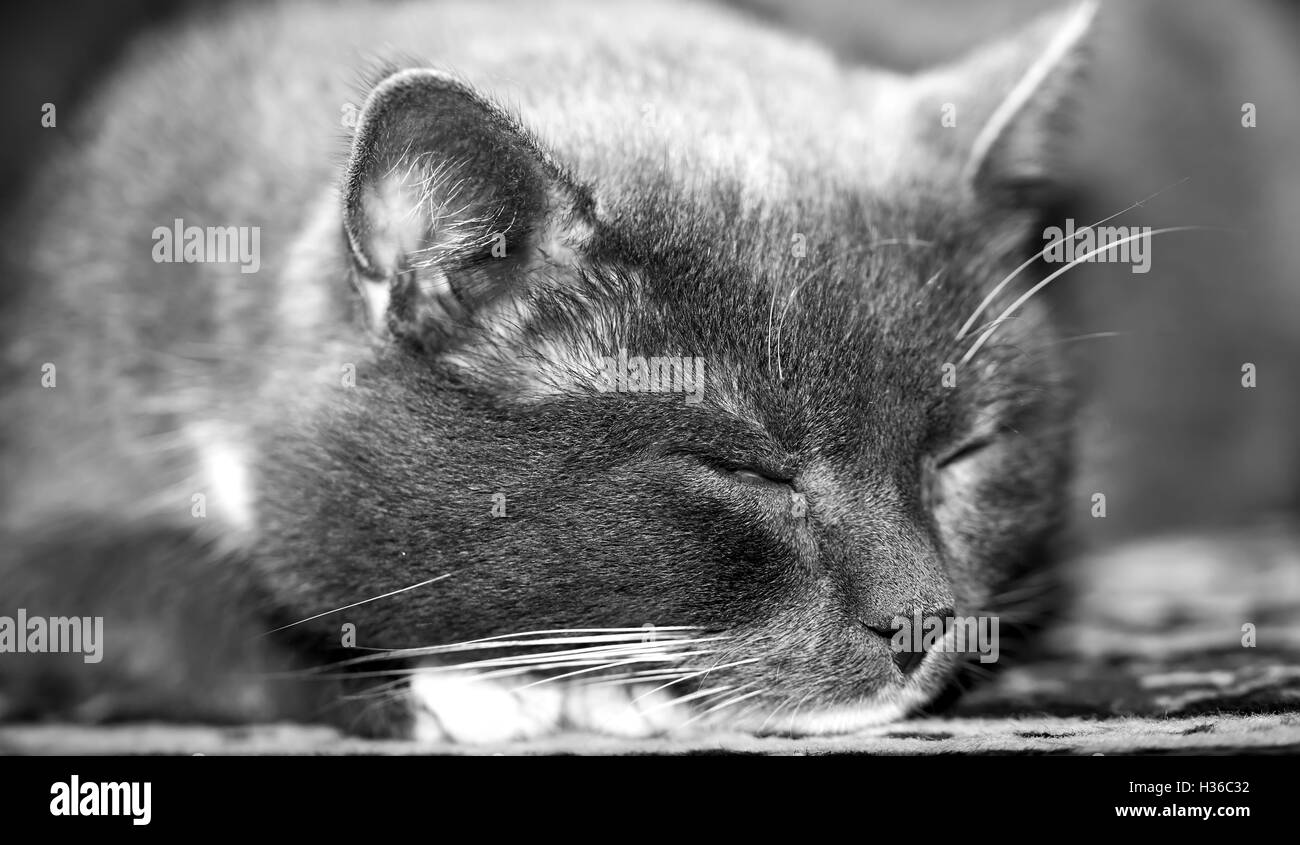 Plan Macro sur portrait de chat gris, dormir Banque D'Images