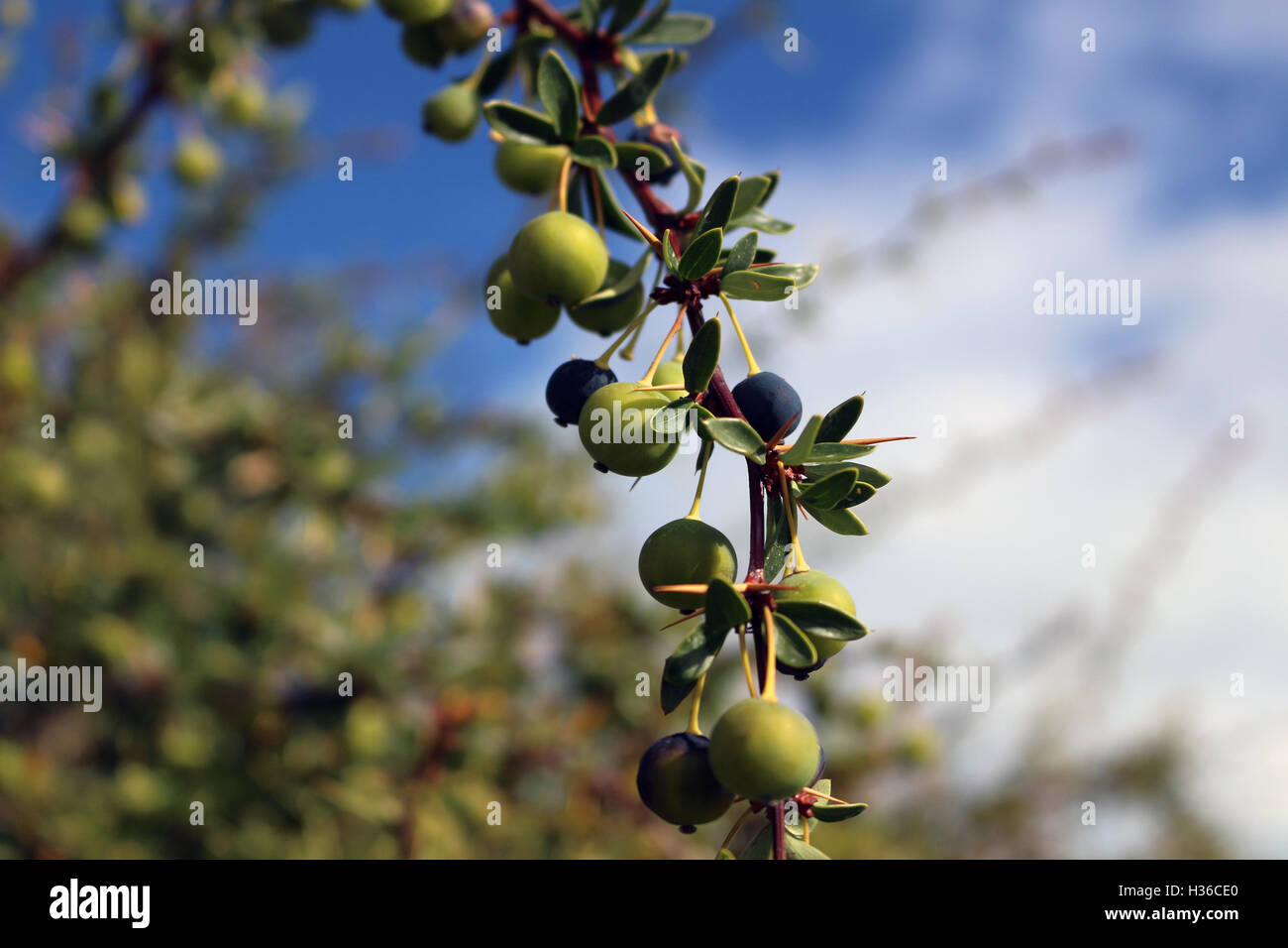 Calafate fruit (Berberis microphylla ou buxifolia) ou fort d'épine-vinette à feuilles et Magellan Vinette arbuste avec une Banque D'Images