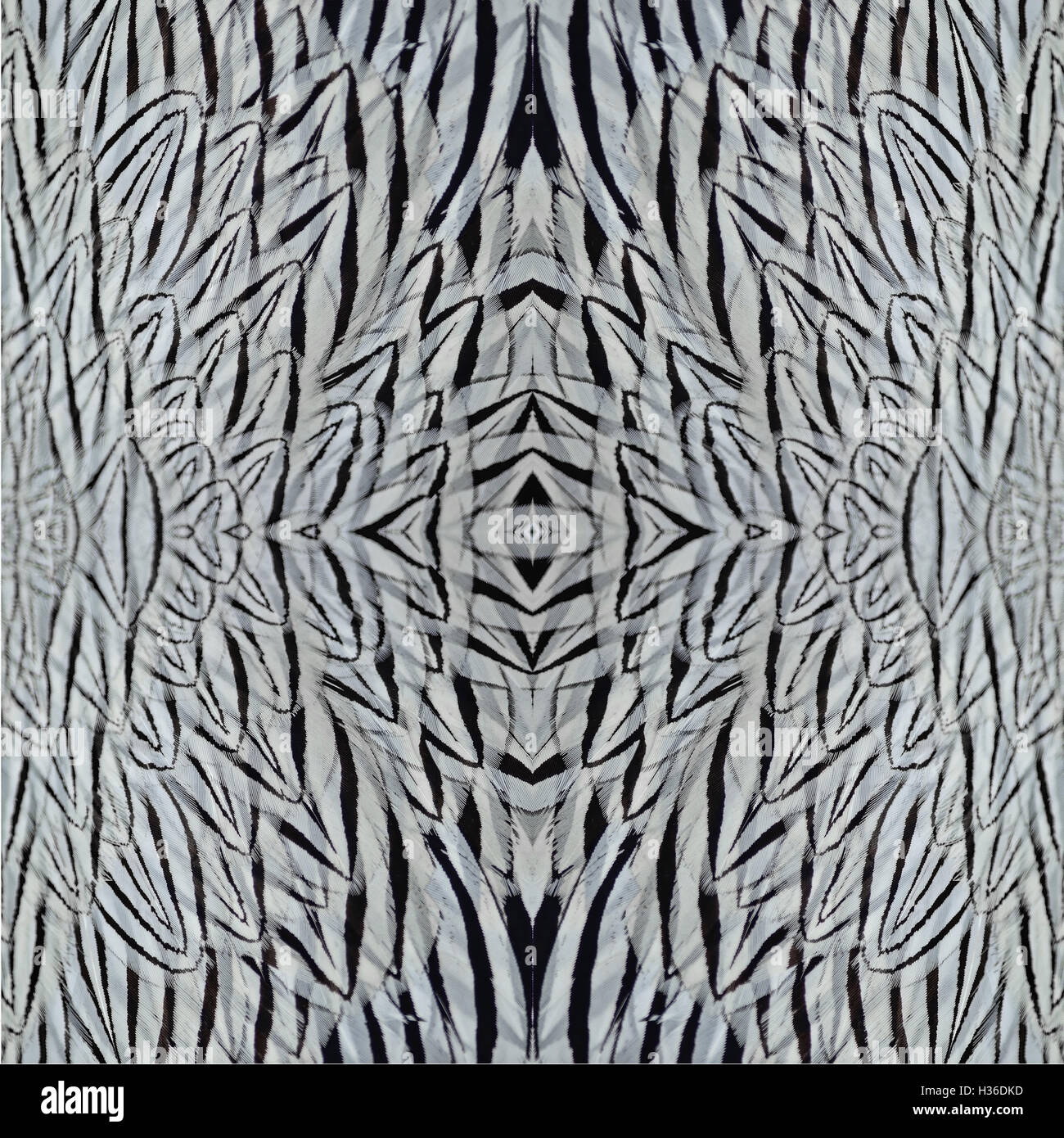 Plumes de faisan d'argent Banque D'Images