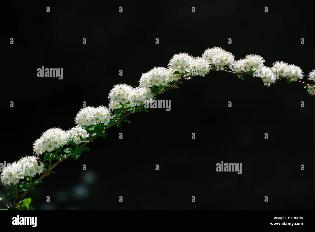 Direction générale de la floraison Banque D'Images