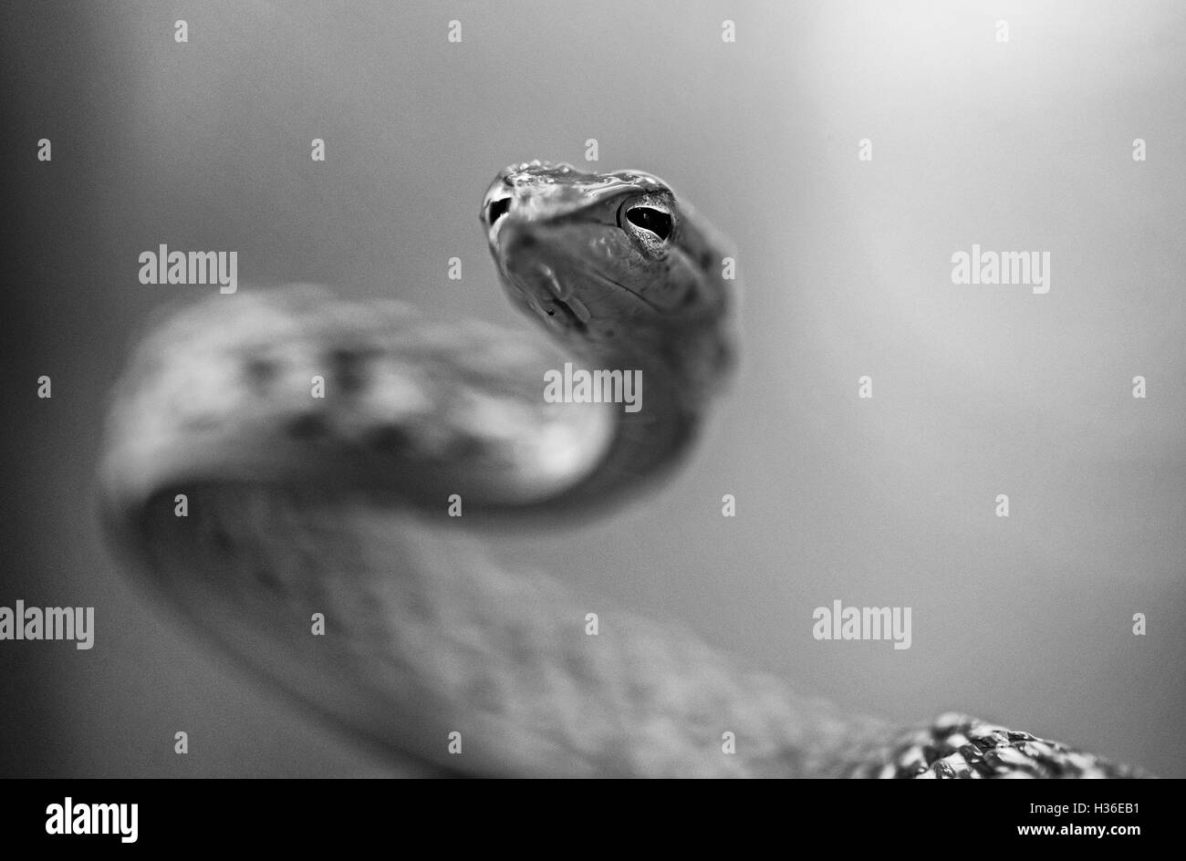 L'image de vert serpent( Hierophis viridiflavus Whip) à matheran, Maharashtra, Inde Banque D'Images
