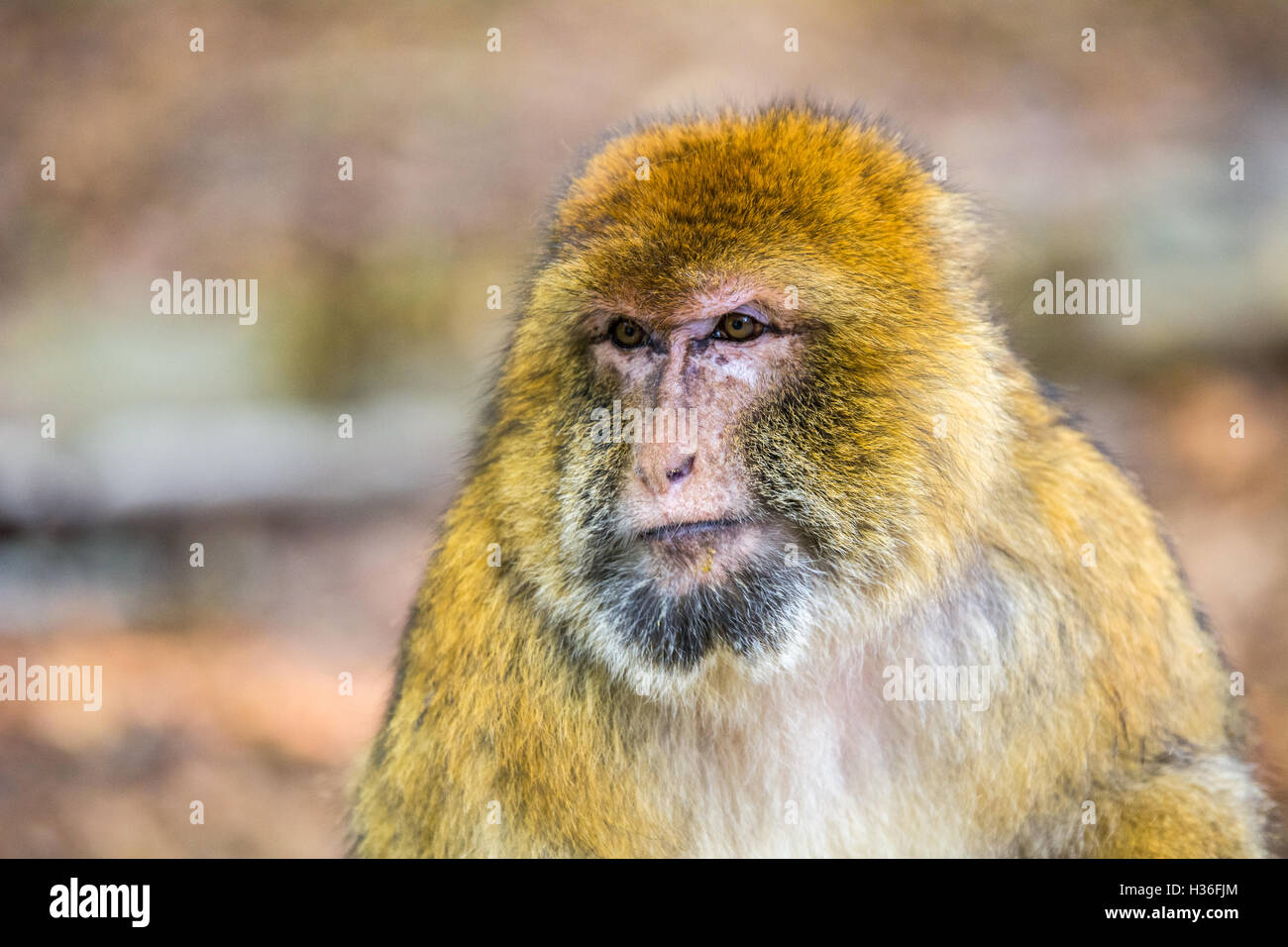 Macaque de Barbarie (Barberaffe) Banque D'Images