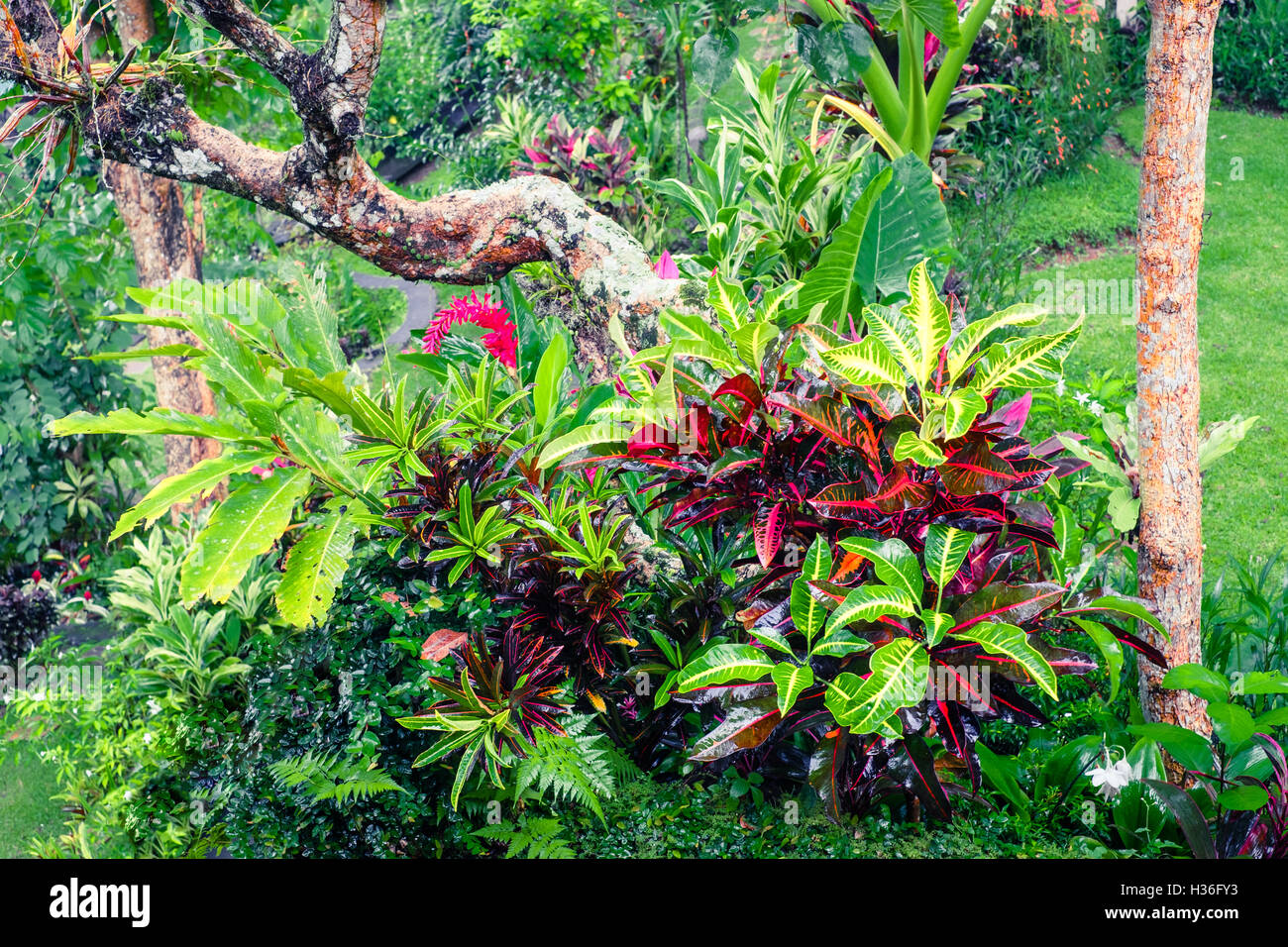 De plus en plus incroyable de plantes tropicales dans le fantastique jardin moussu Banque D'Images