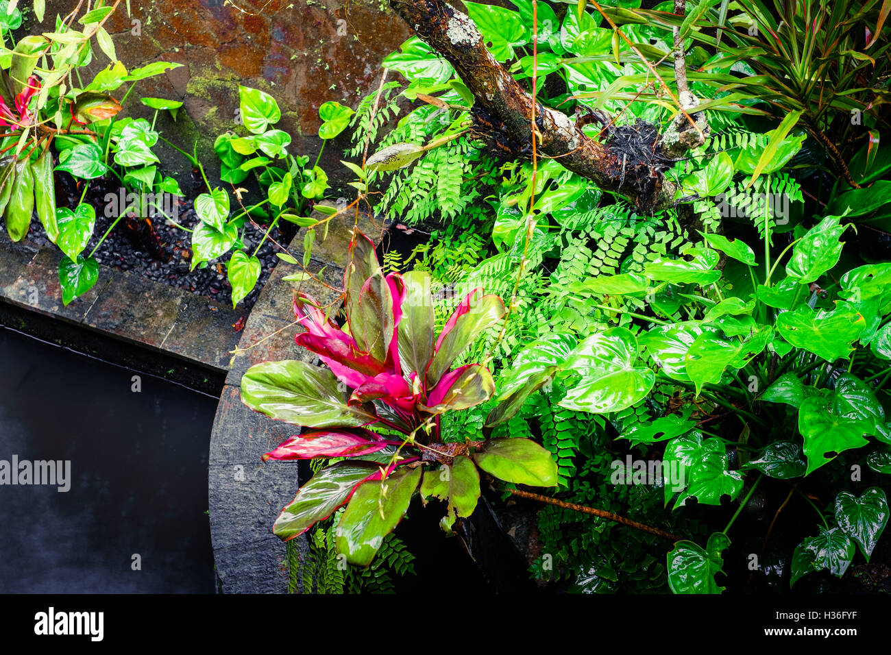 Mur humide moussus et de plantes tropicales à saison des pluies. Arrière-plan de la nature tropicale Banque D'Images
