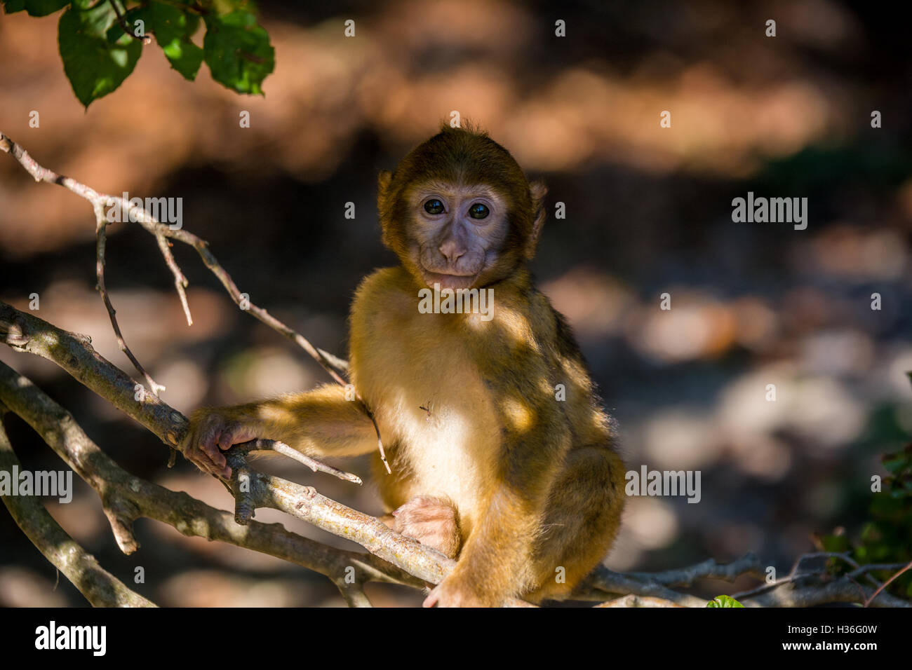 Macaque de Barbarie (Barberaffe) Banque D'Images