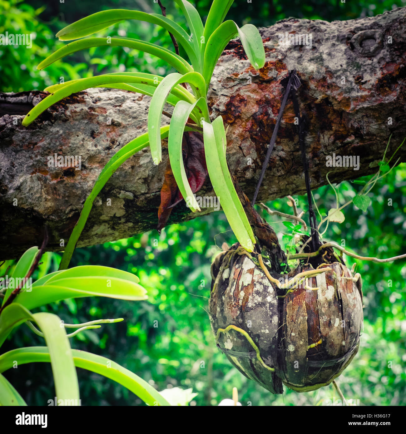 De plus en plus d'orchidées tropicales en pot de noix de coco séchées en forêt tropicale. Jardinage traditionnelle asiatique Banque D'Images