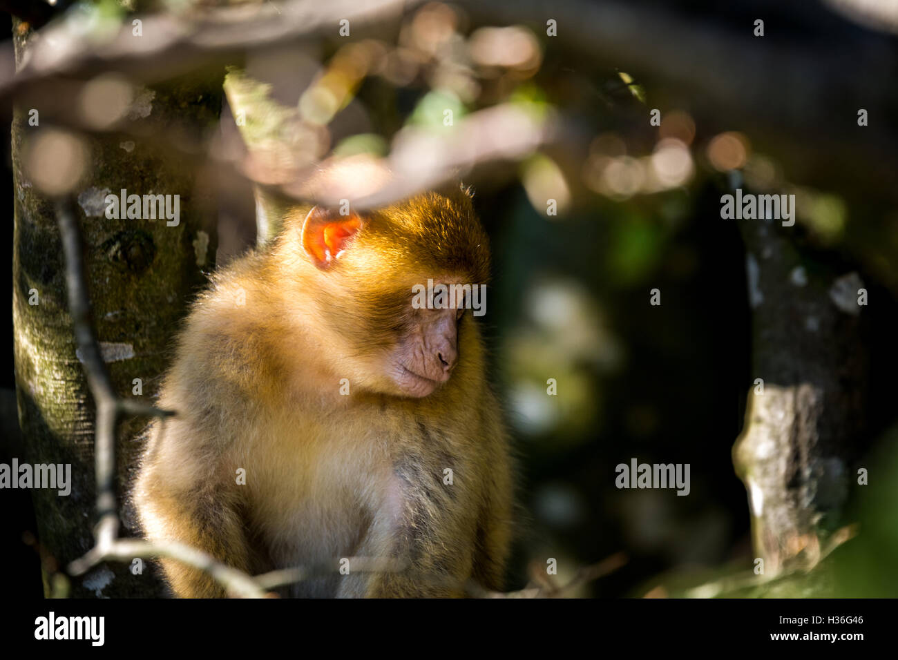 Macaque de Barbarie (Barberaffe) Banque D'Images