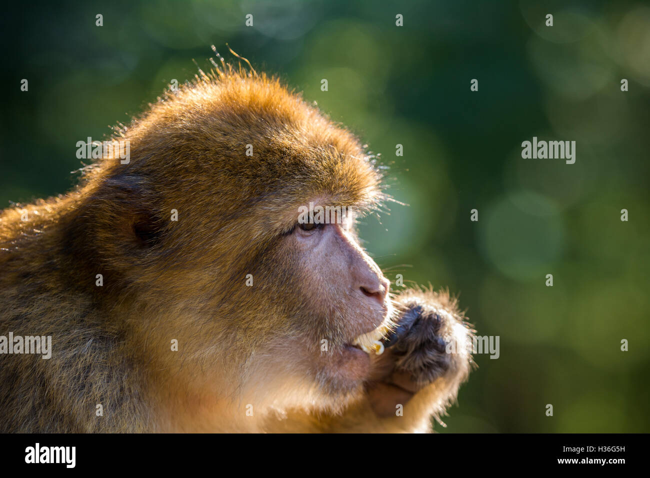 Macaque de Barbarie (Barberaffe) Banque D'Images