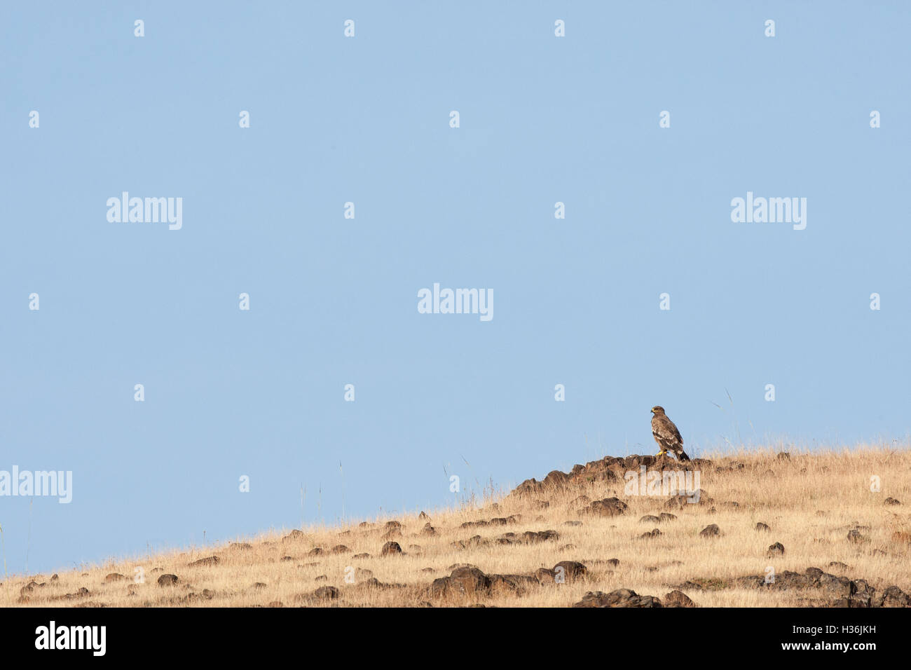 Steppe Eagle à Diwe Ghat à Pune Banque D'Images