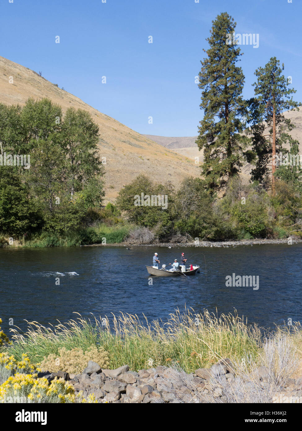 La pêche à la mouche sur la rivière Yakima, dans l'Est de Washington, un ruban bleu ruisseau à truites. Banque D'Images