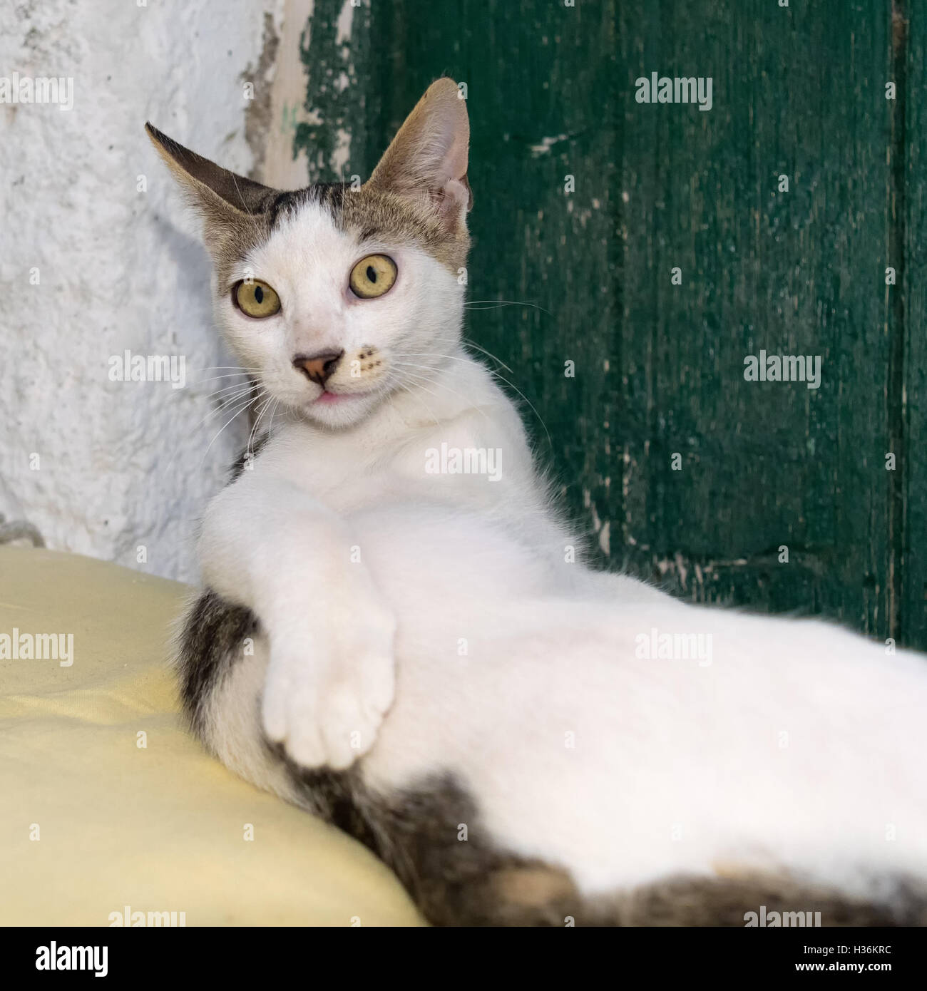 Funny pose d'un mignon petit chat contre une porte verte en bois. Banque D'Images