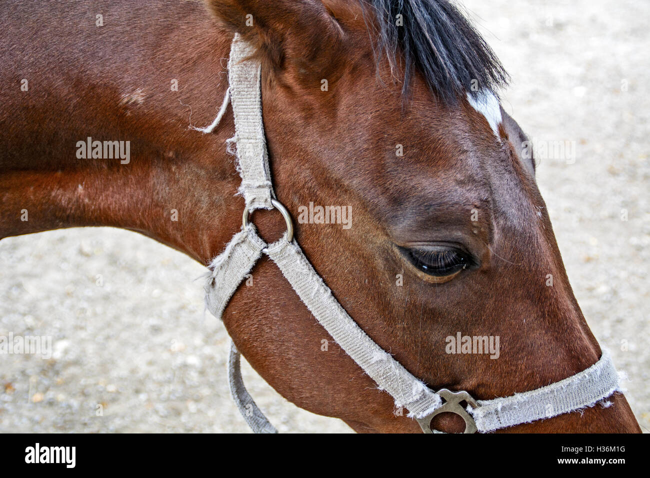 La tête et les yeux marron magnifique cheval. Banque D'Images