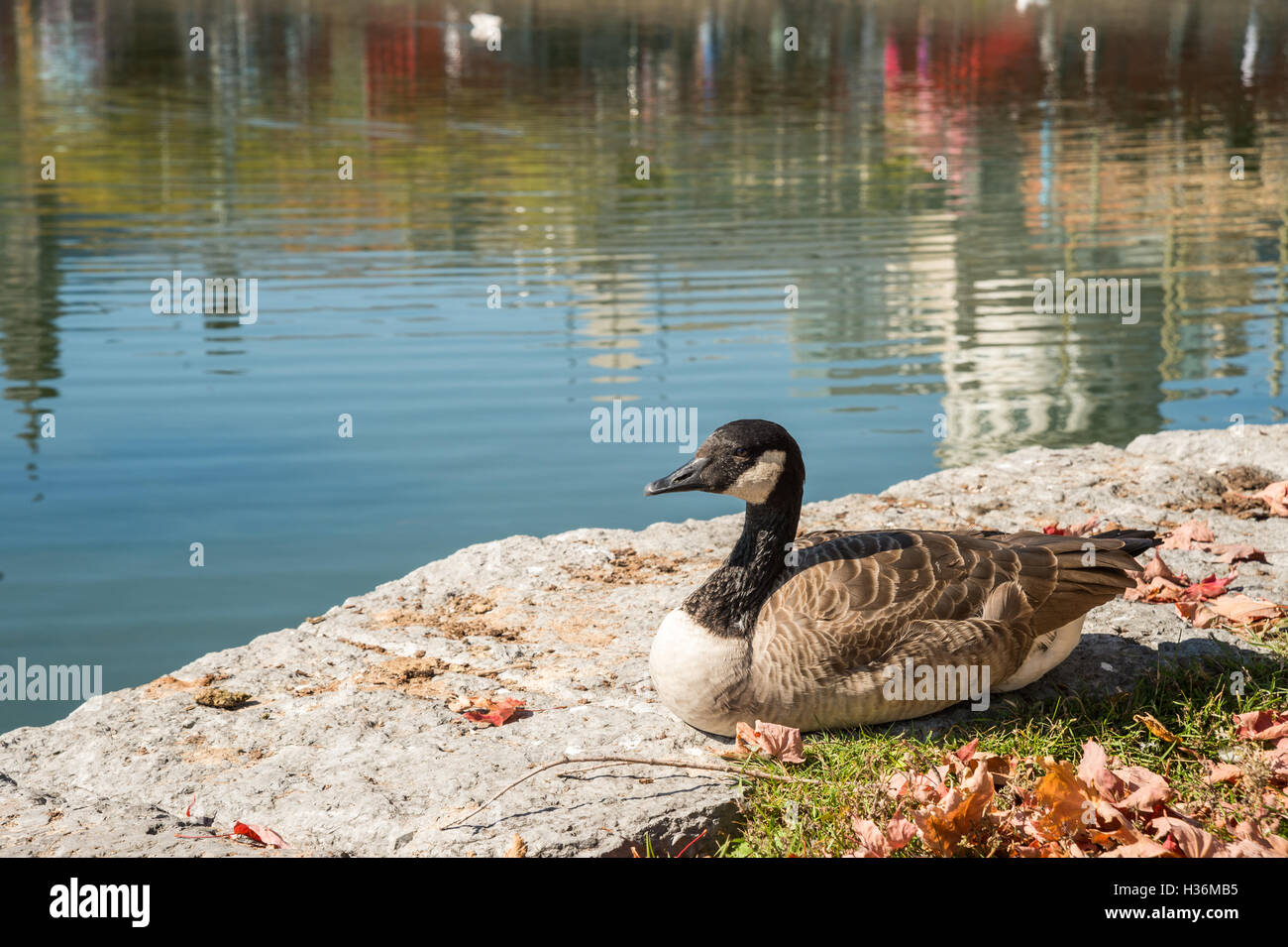 Canada Goose en face du Marché Bonsecours à Montréal, Canada. Banque D'Images